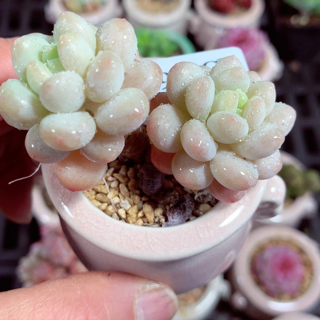 5厘米盆精控多肉2974