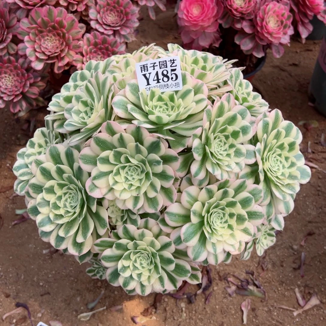 485迈巴赫尺寸35左右