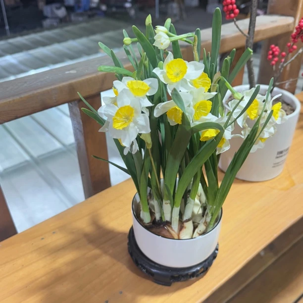 水仙花凌波仙子漳州正宗经典白水仙简约陶瓷盆带底座