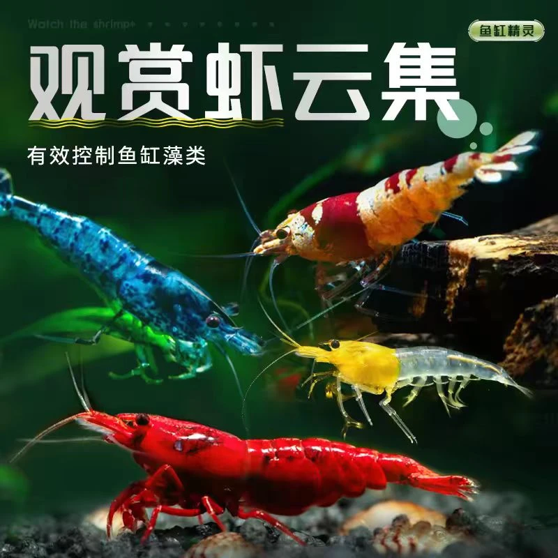 淡水观赏虾黑壳虾鲜活樱花水晶虾鱼缸造景除藻工具黑壳虾除藻虾