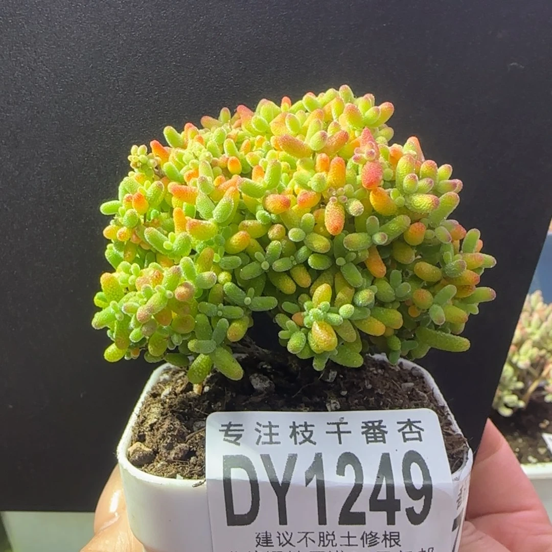 dy1279精控蜜橘直杆三岔