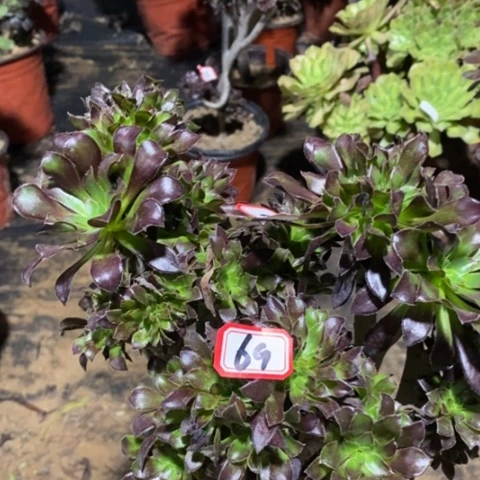 黑法师缀一物一拍，