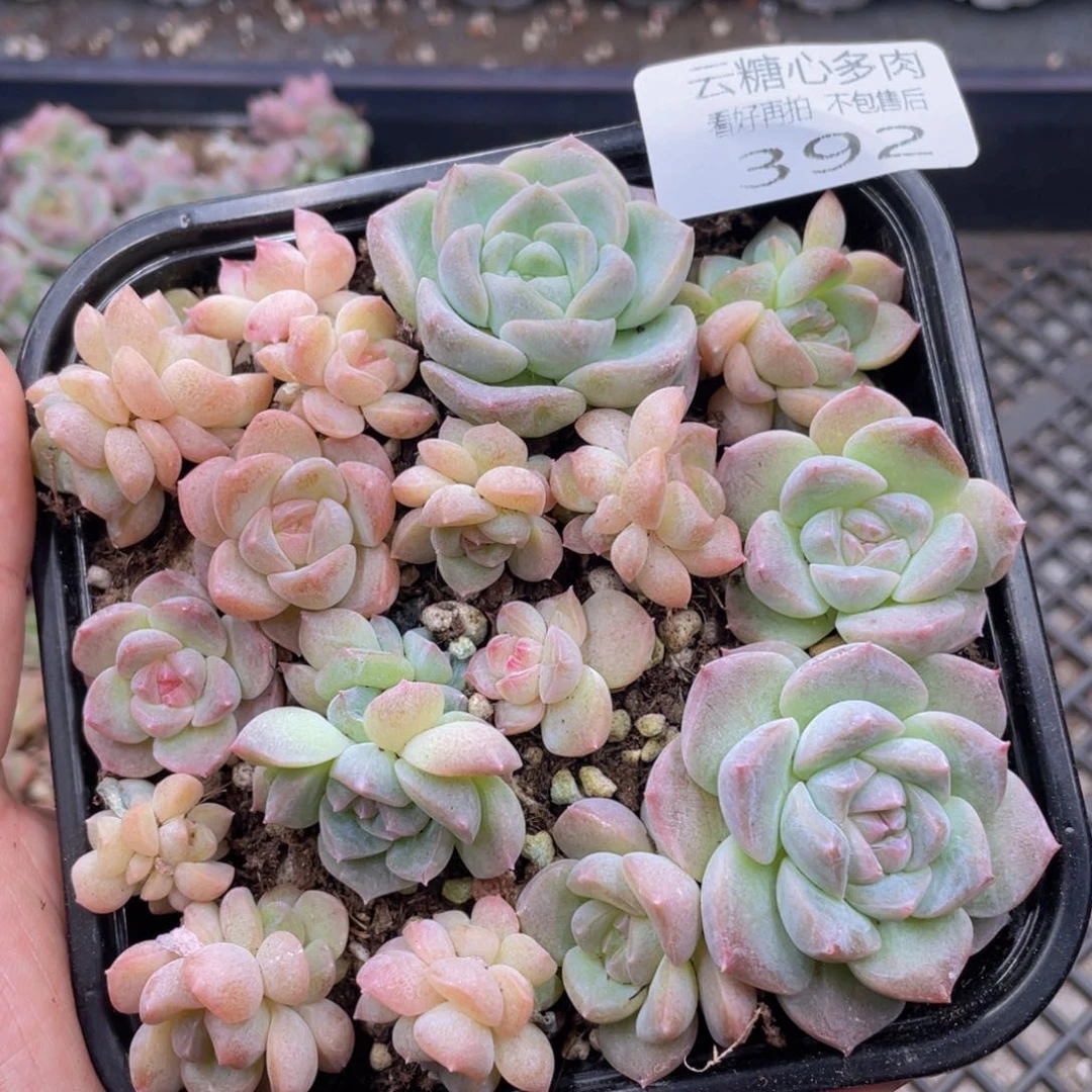 云糖心多肉植物392