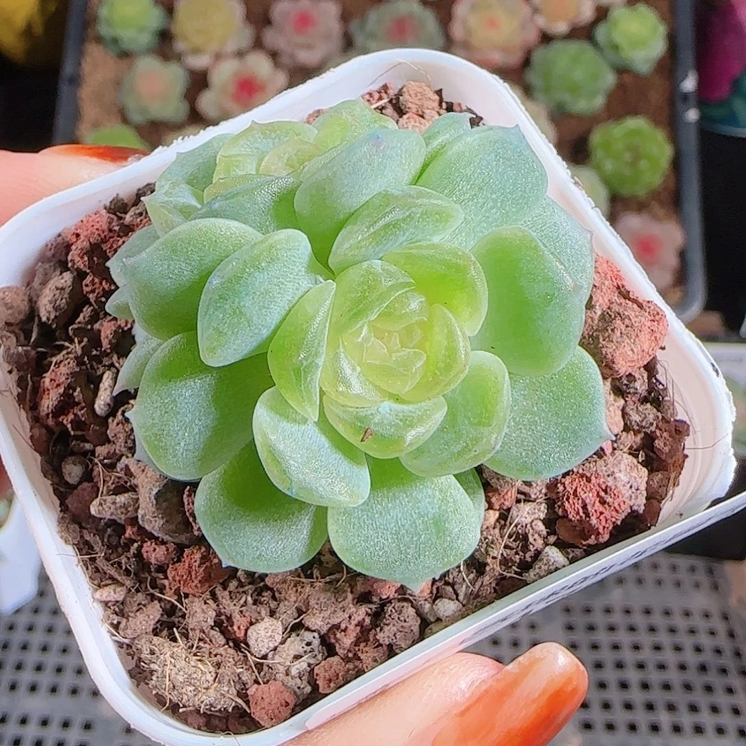 1028--476无尽灯一物一拍