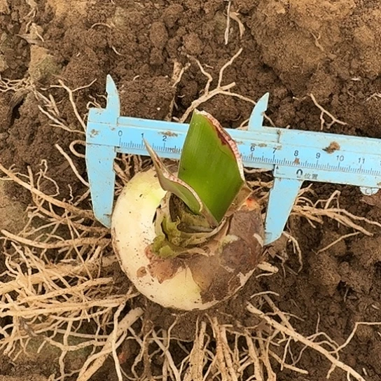 单瓣黑天鹅7厘米包对版