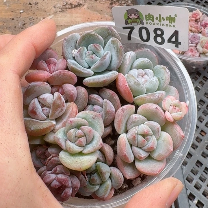 多肉植物多肉植物