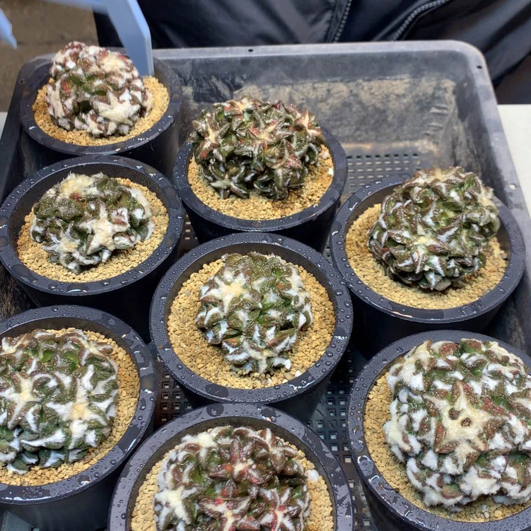 苗接 黑牡丹群6公分起发(无根)