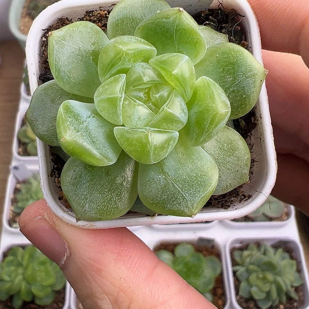 泼天财富密码。