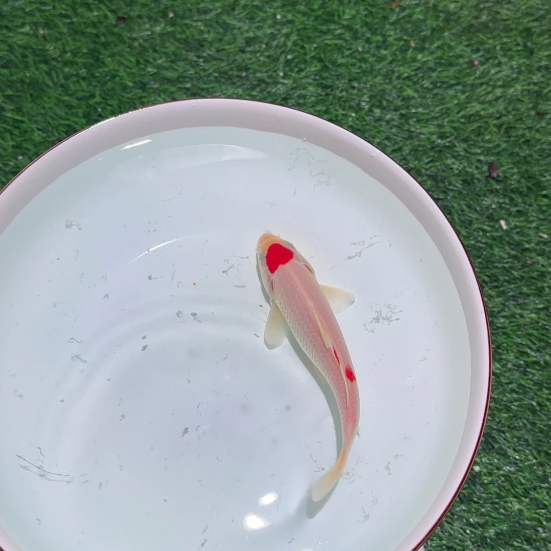 8***秋锦鲤锦鲤观赏鱼锦鲤