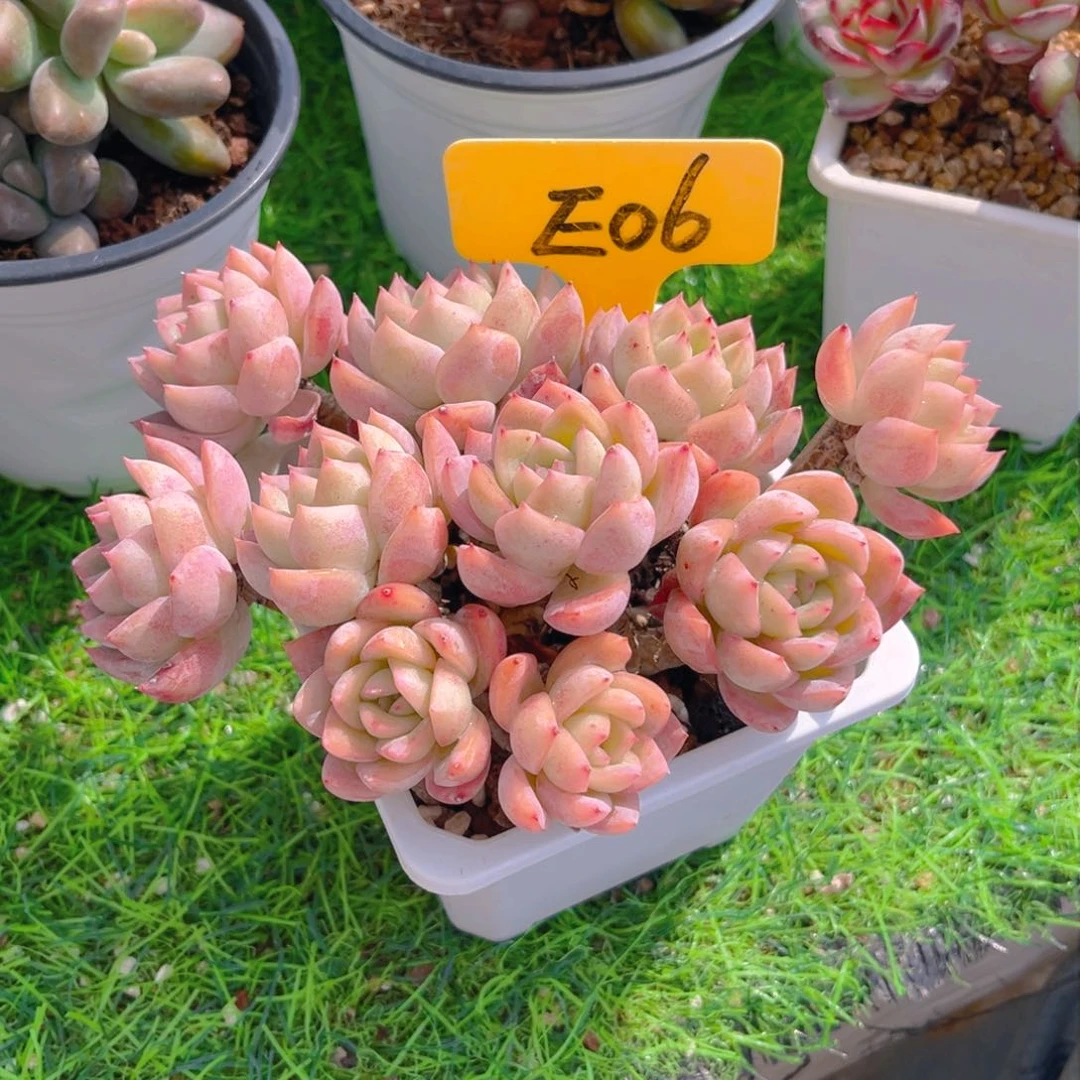 云**轻06fghjjjjnjbbbjb