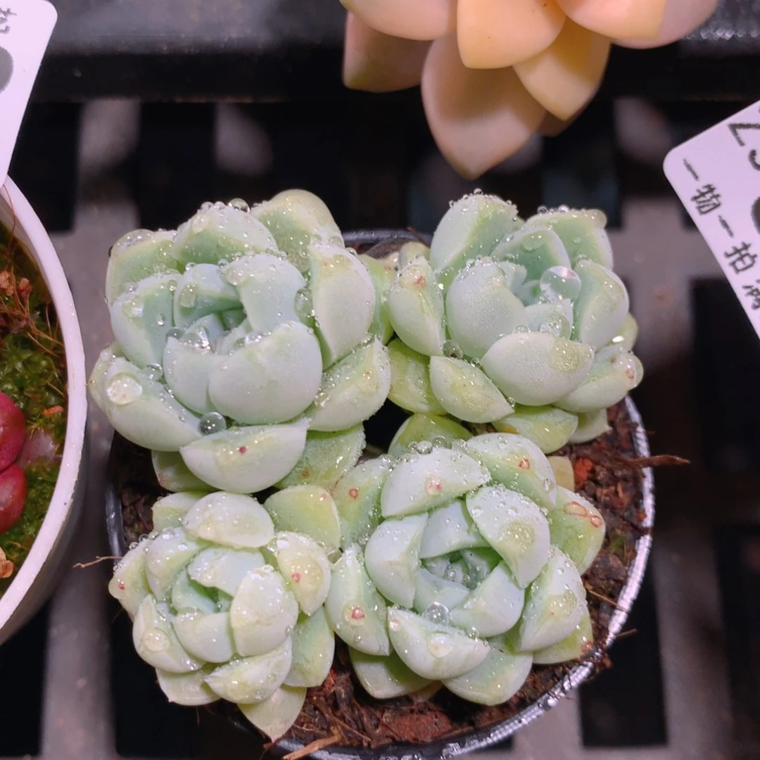 5CM拇指盆精控多肉ZS903