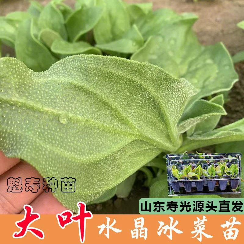 寿光高产大叶水晶冰菜苗秧重复采收水晶冰草种子籽高钙盆栽阳台苗