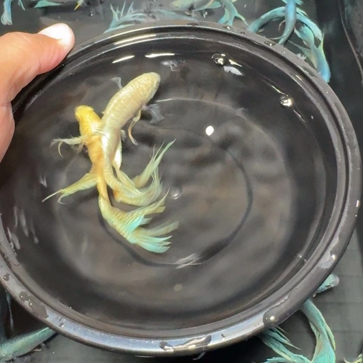 斗鱼直播间对图白蛇19