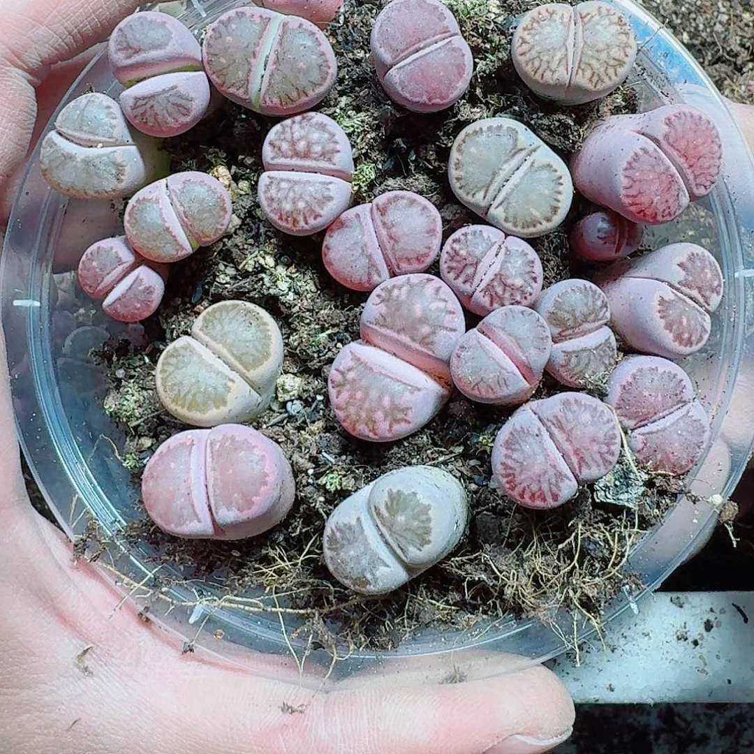 316 多肉植物多肉植物