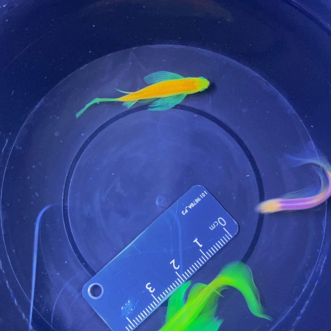 斑马鱼蝶翼斑马自选3条