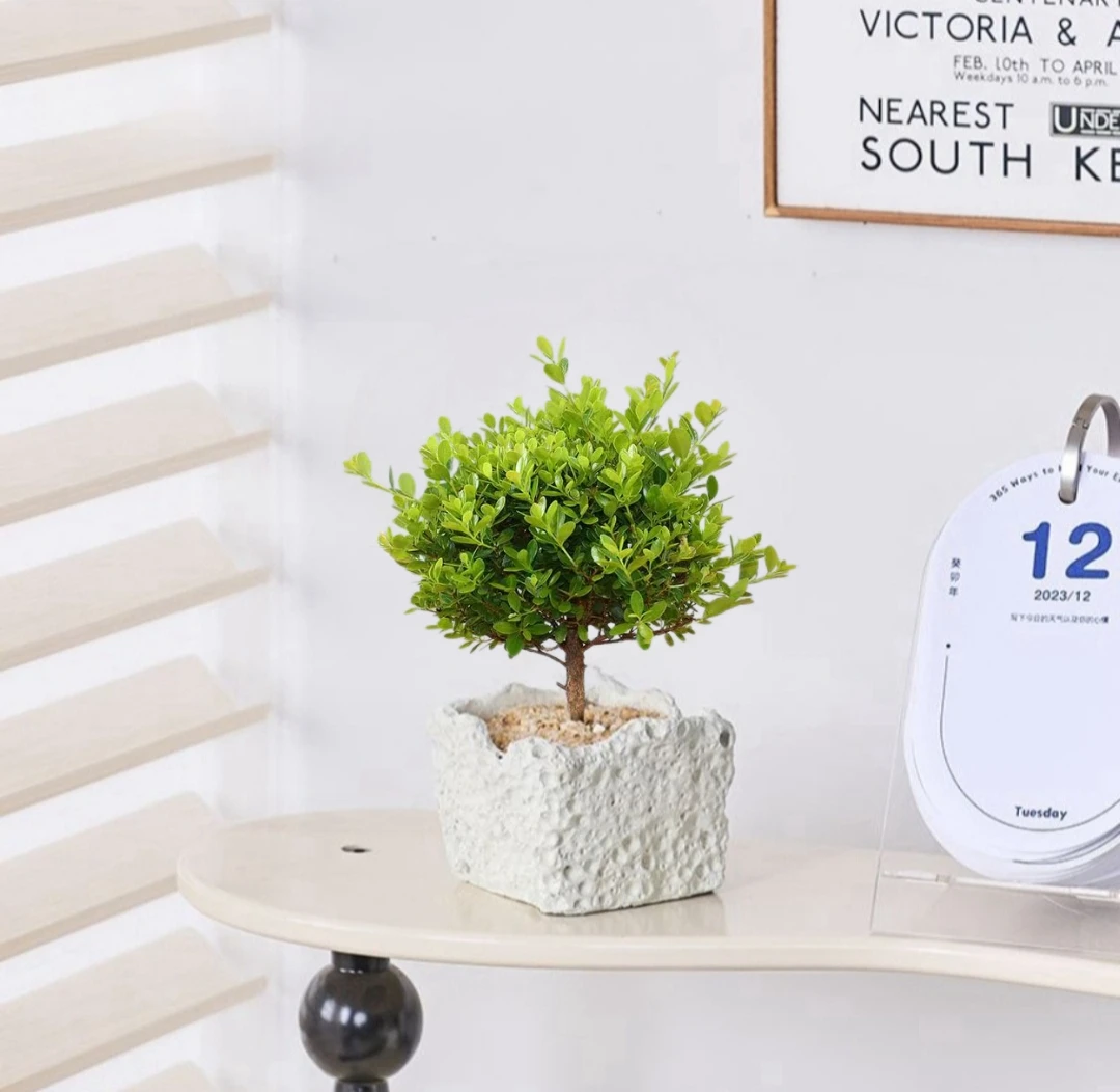 小叶赤楠盆栽四季常青绿植桌面盆景植物花卉室内办公室桌面网红款