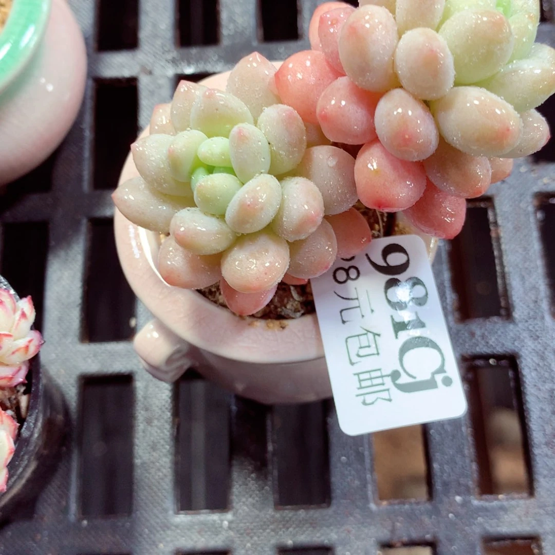 5厘米盆精控多肉981