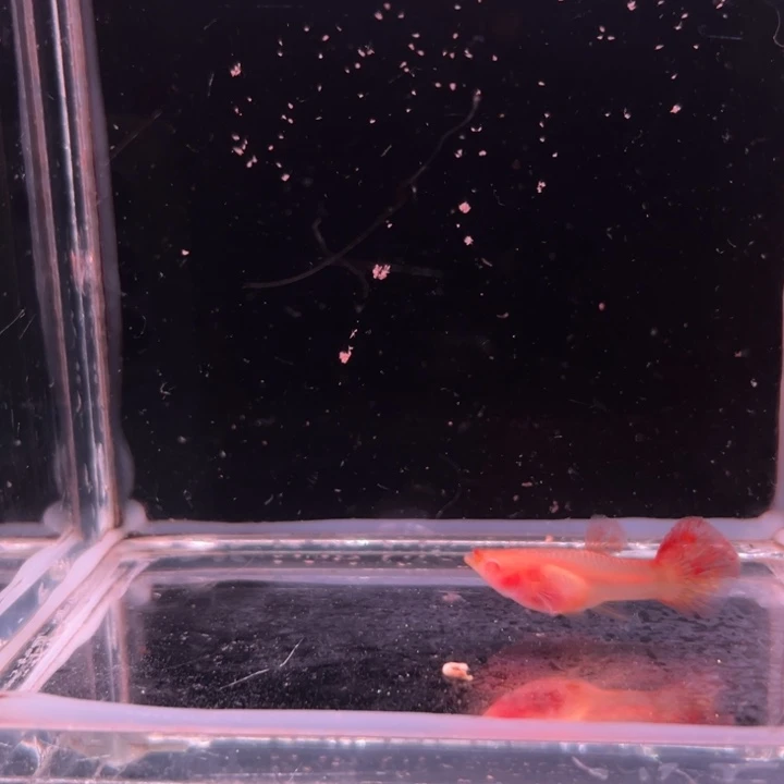 孔雀鱼红龙白子玻璃猫1对