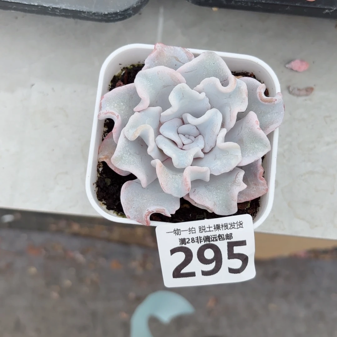 芭蕾舞者无盆土发货