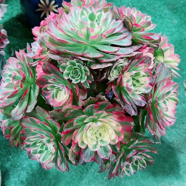 法师好看也好养海王