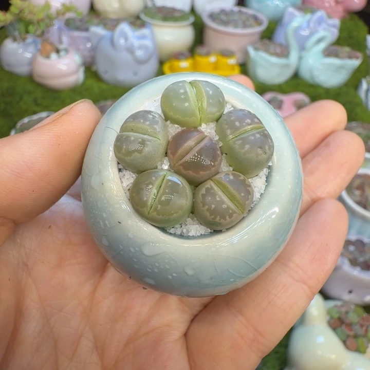 多肉植物福利冲510