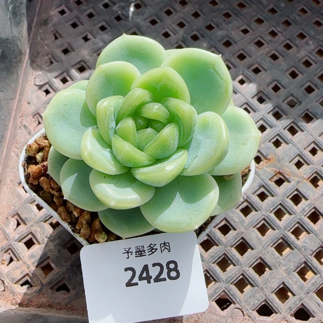 财富密码，2428多肉植物