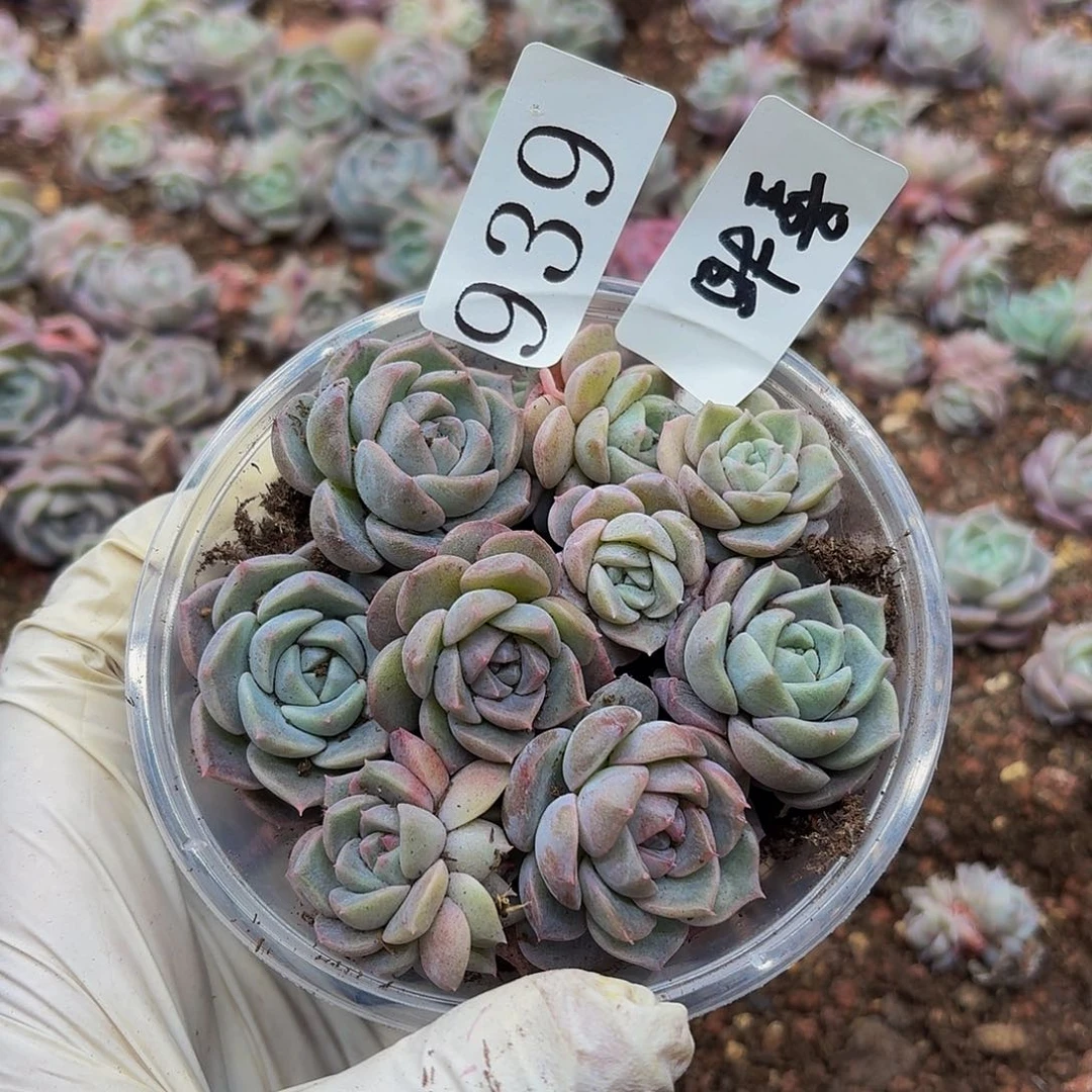 多肉植物多肉植物939量拍