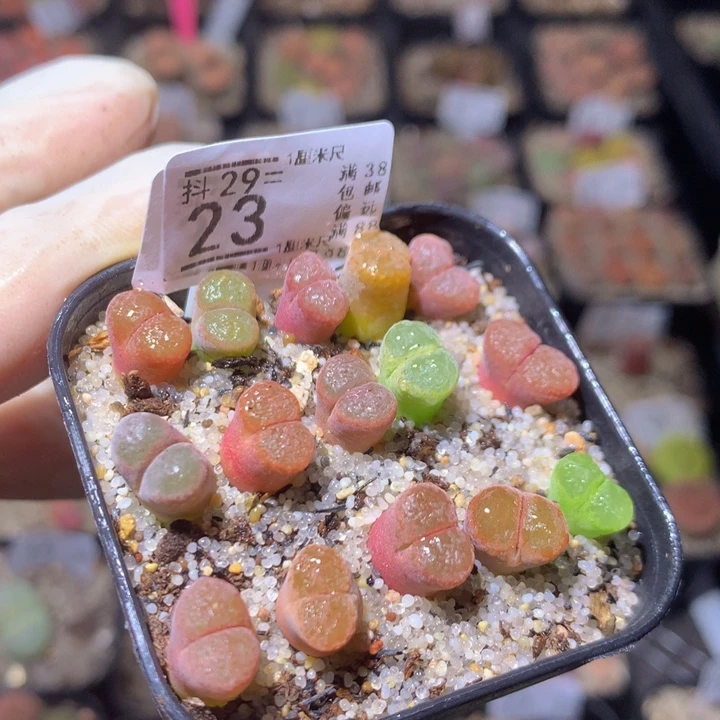 精品生生花29.23