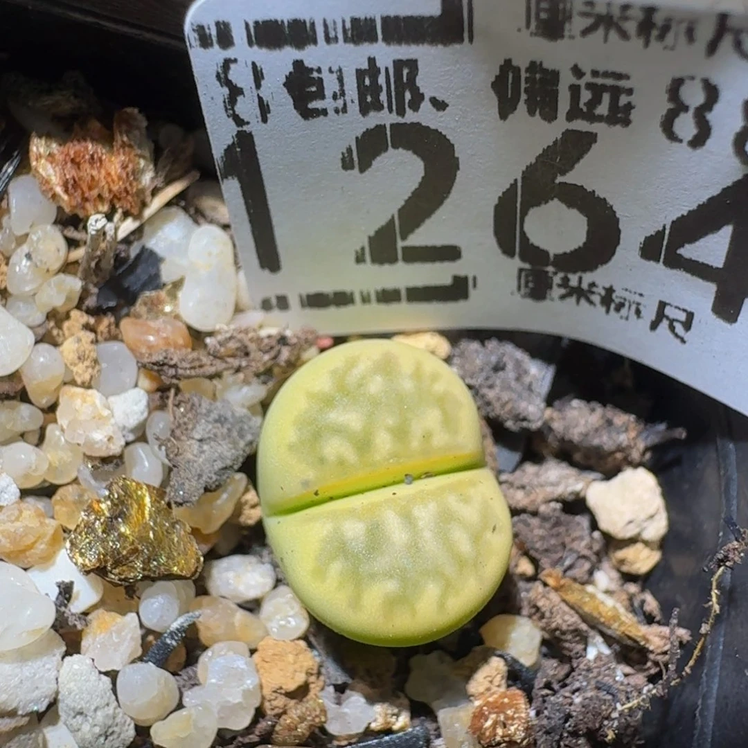 zzzzz生石花肉锥1264