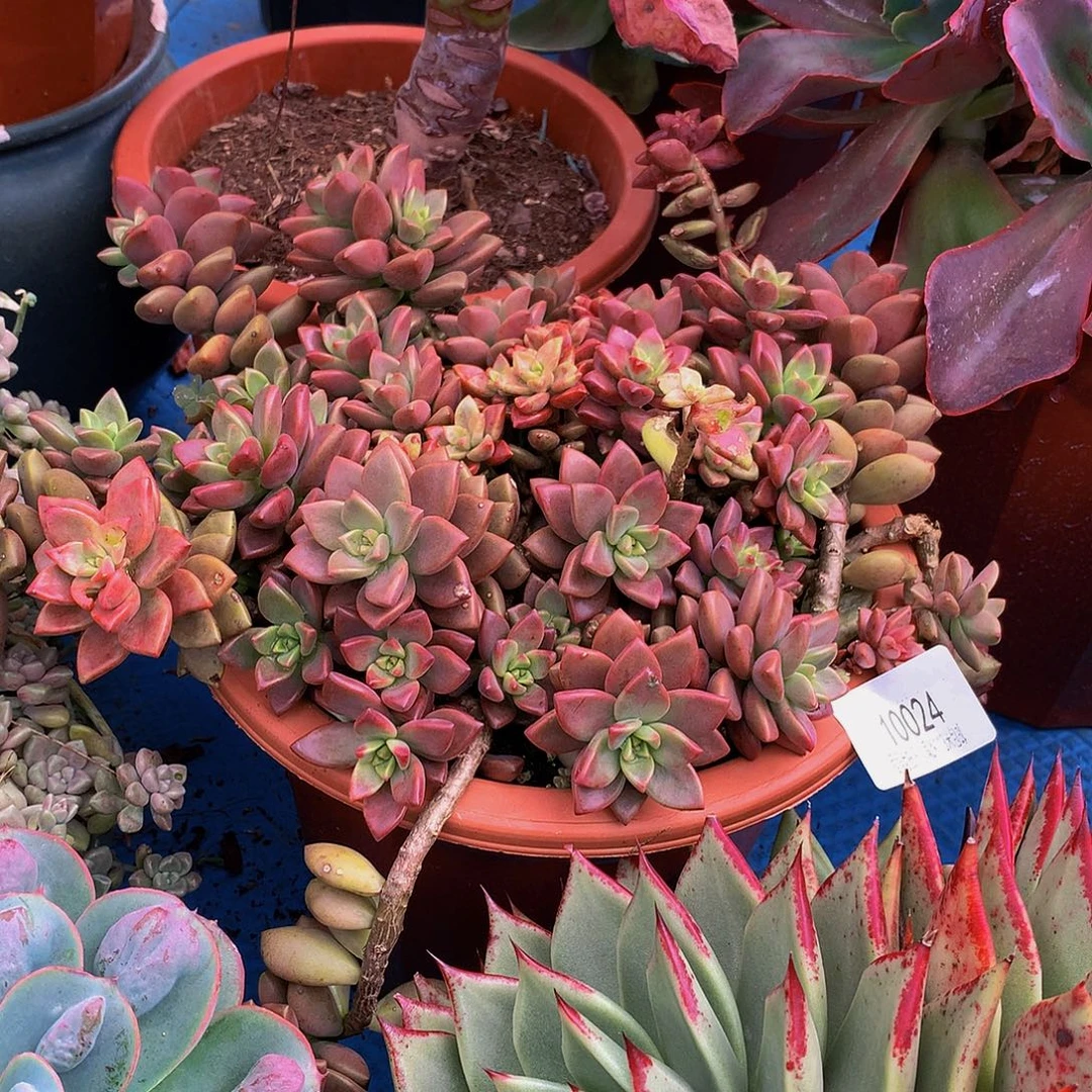 老***燕姬笼月10024多肉多肉