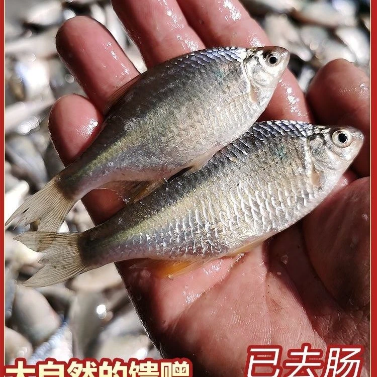 野生鳑鲏葫芦籽片片鱼