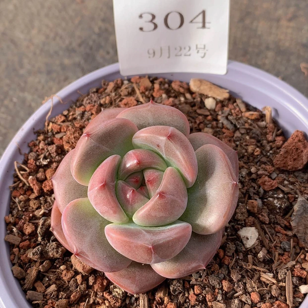 【闪购商品】云304号线