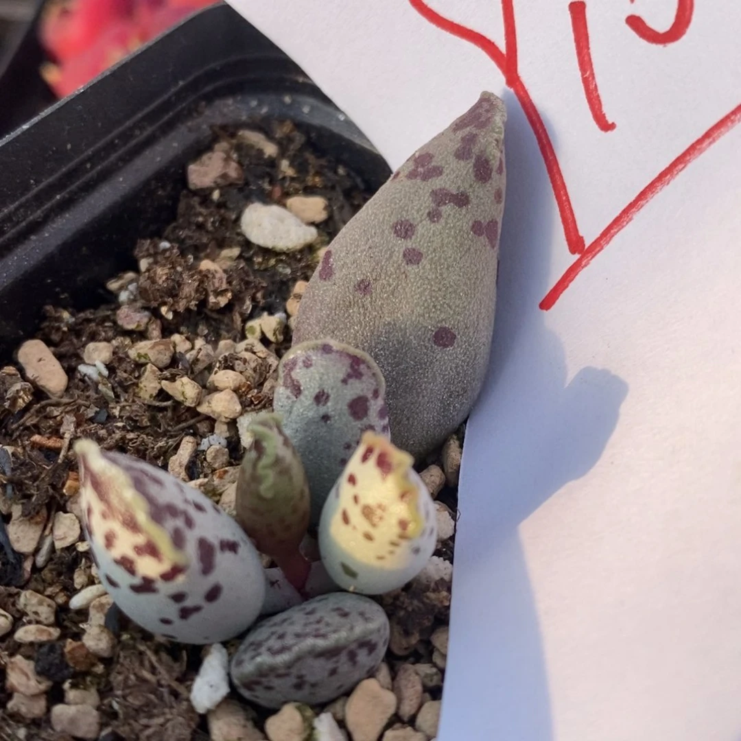 9100一个一个一个