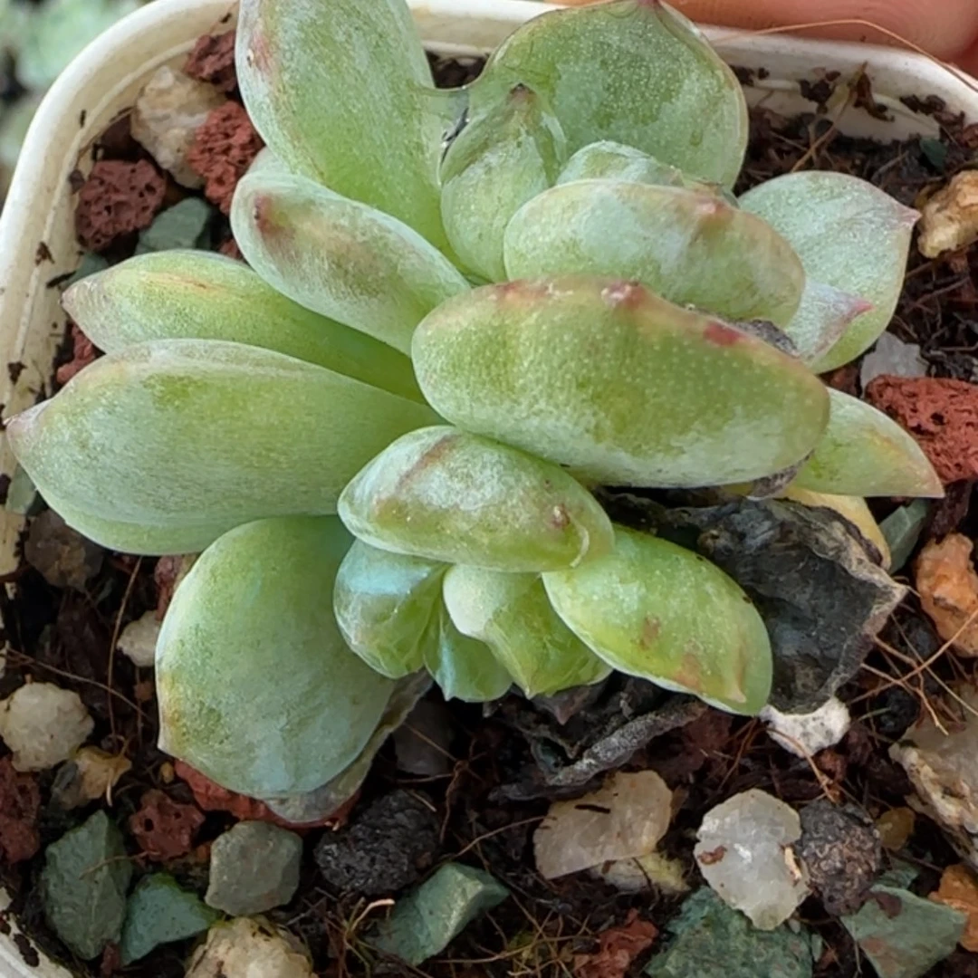 假***想小卡拉米糖心一物一拍22-65