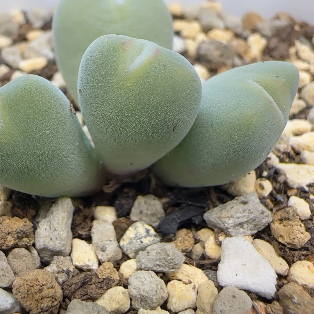 cr1258雾霾蓝多肉植物一颗