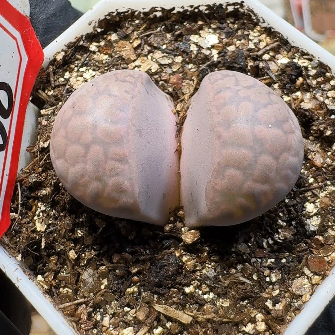 生石花23:：：。  16