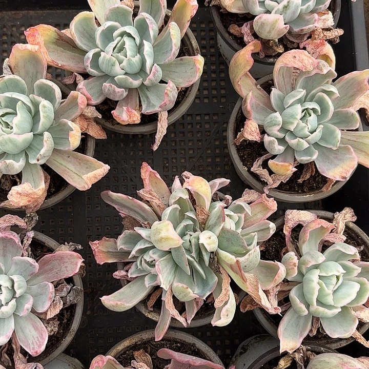 伯克利锦两颗（拍满18发货、偏远地区不包邮）