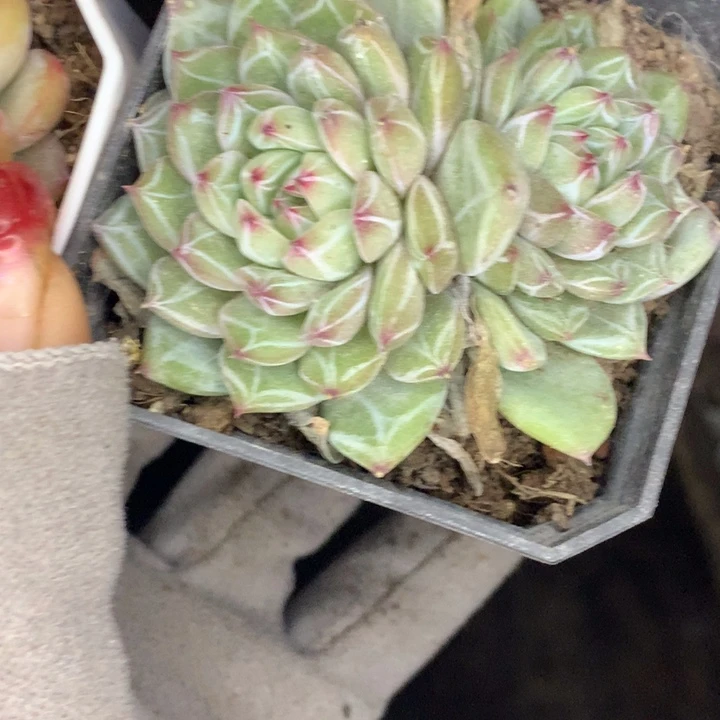 珍妮双 一物一拍  包邮