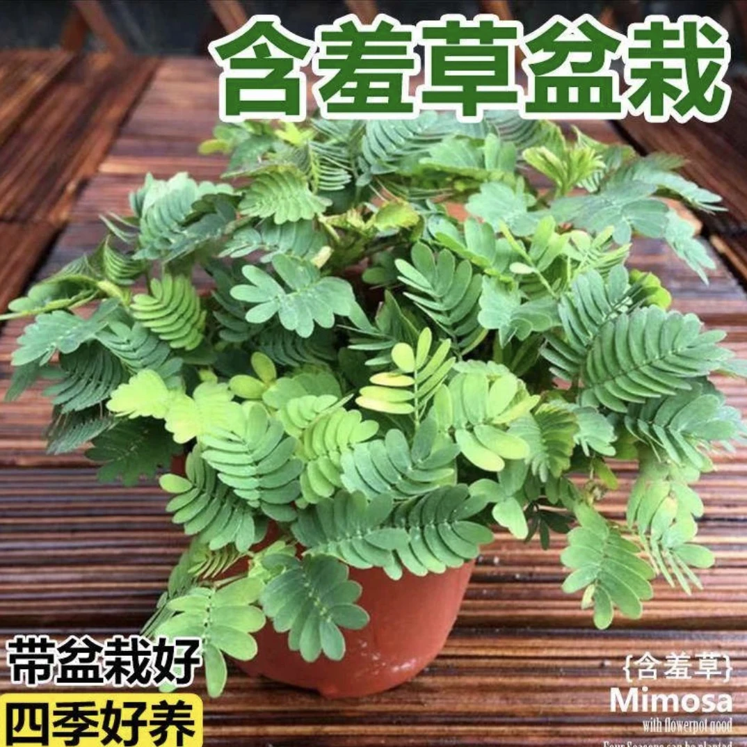 含羞草盆栽绿植室内好养