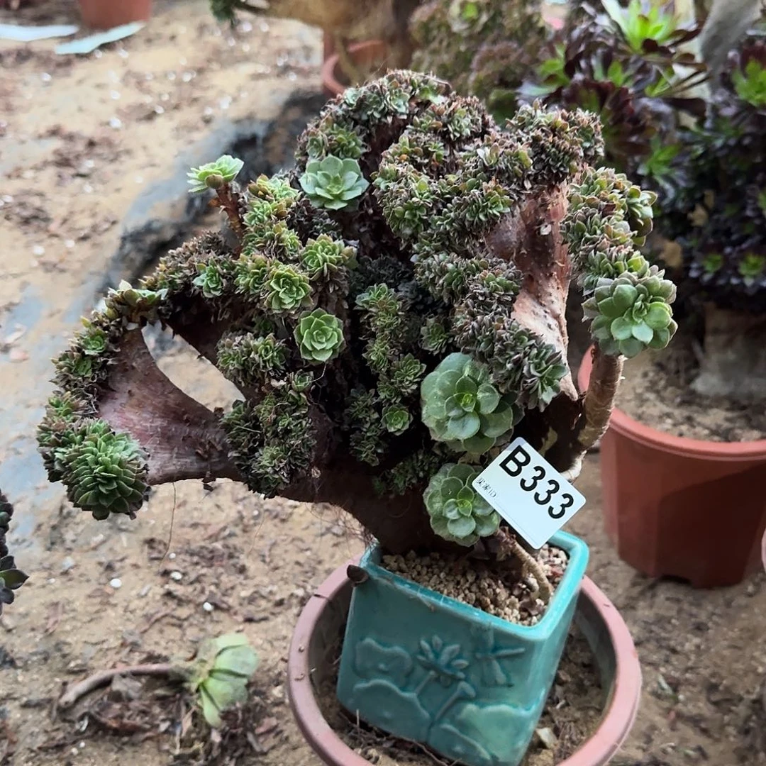 333万缀一颗满28包邮