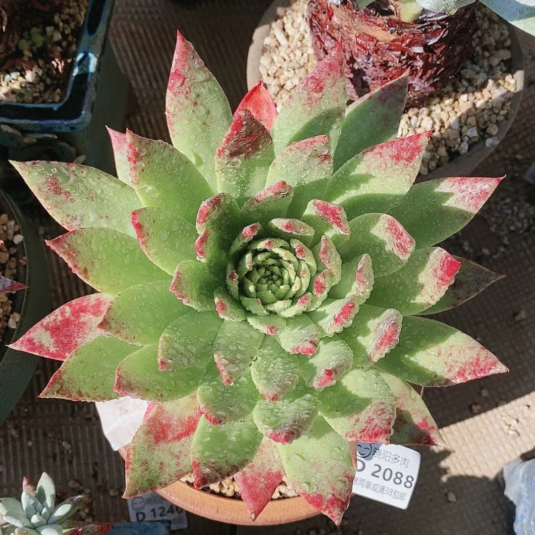 【闪购商品】坎代多肉2088