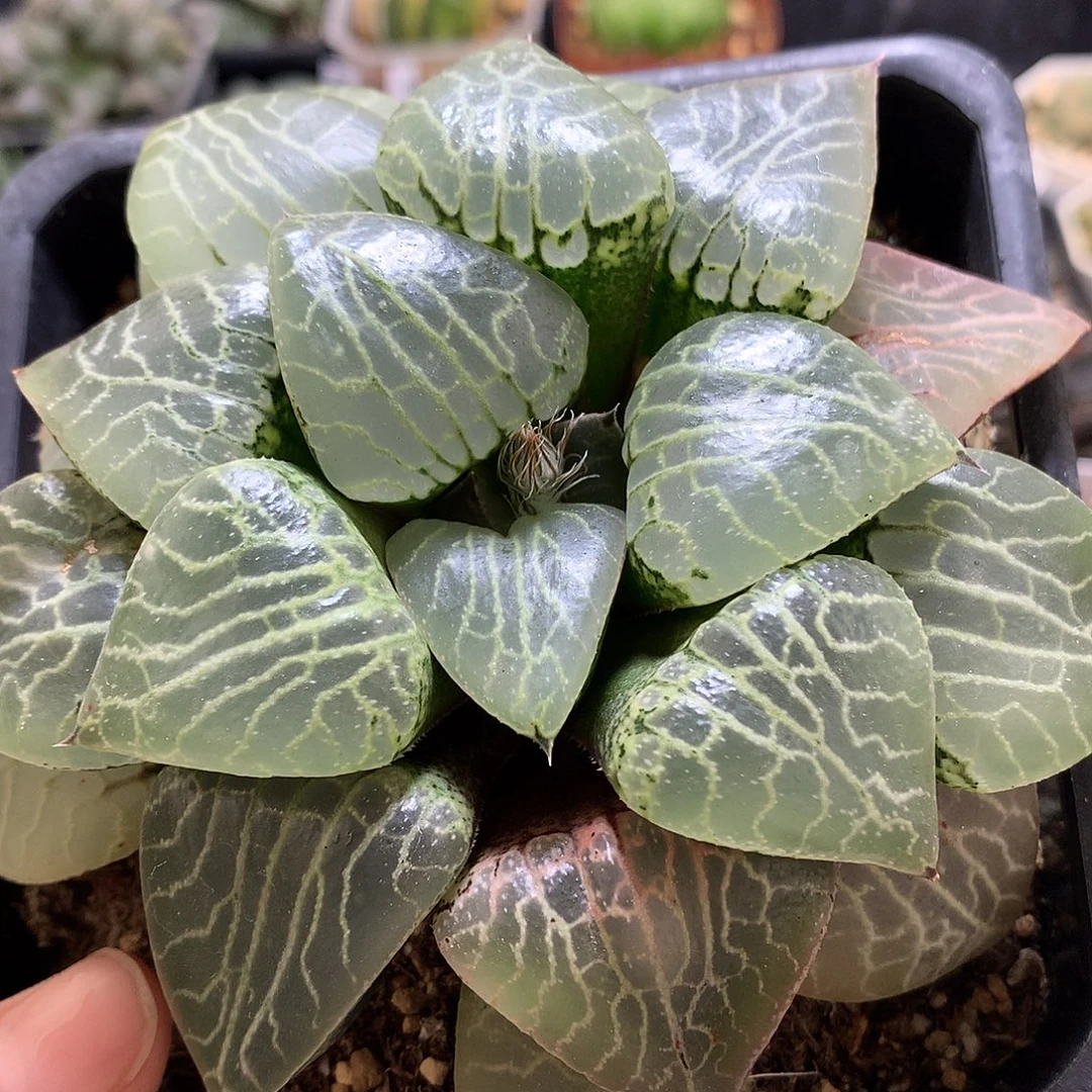 水晶康平101母本带很土wo