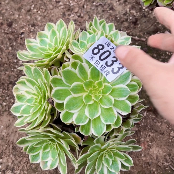 海王多肉植物法师8033