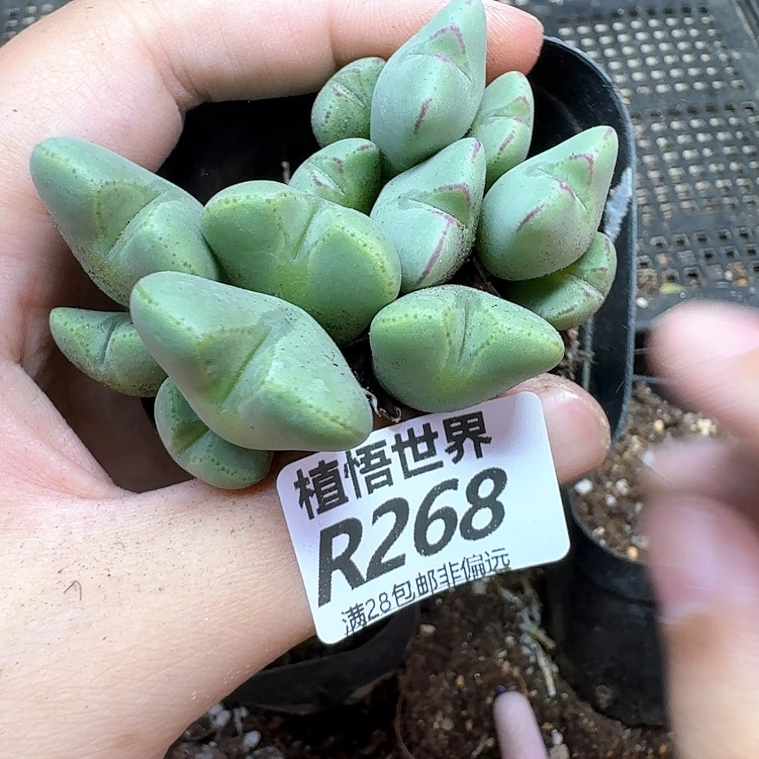 多肉植物的润泽额f