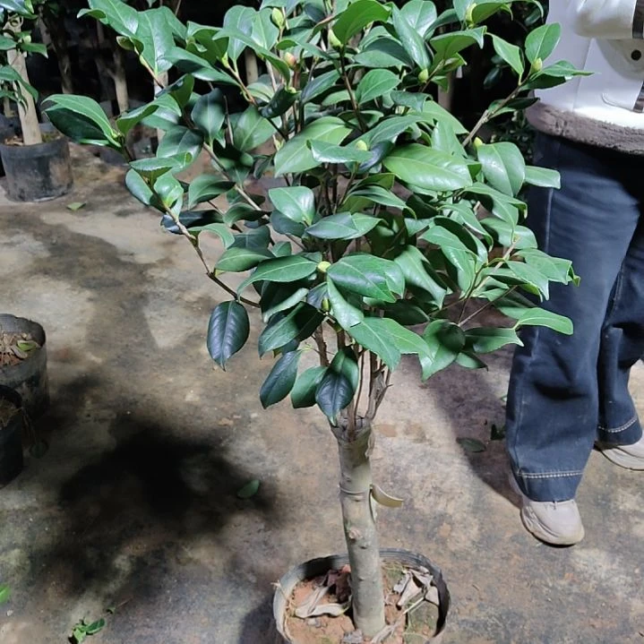 全部花苞玉面贝帝茶花不包邮