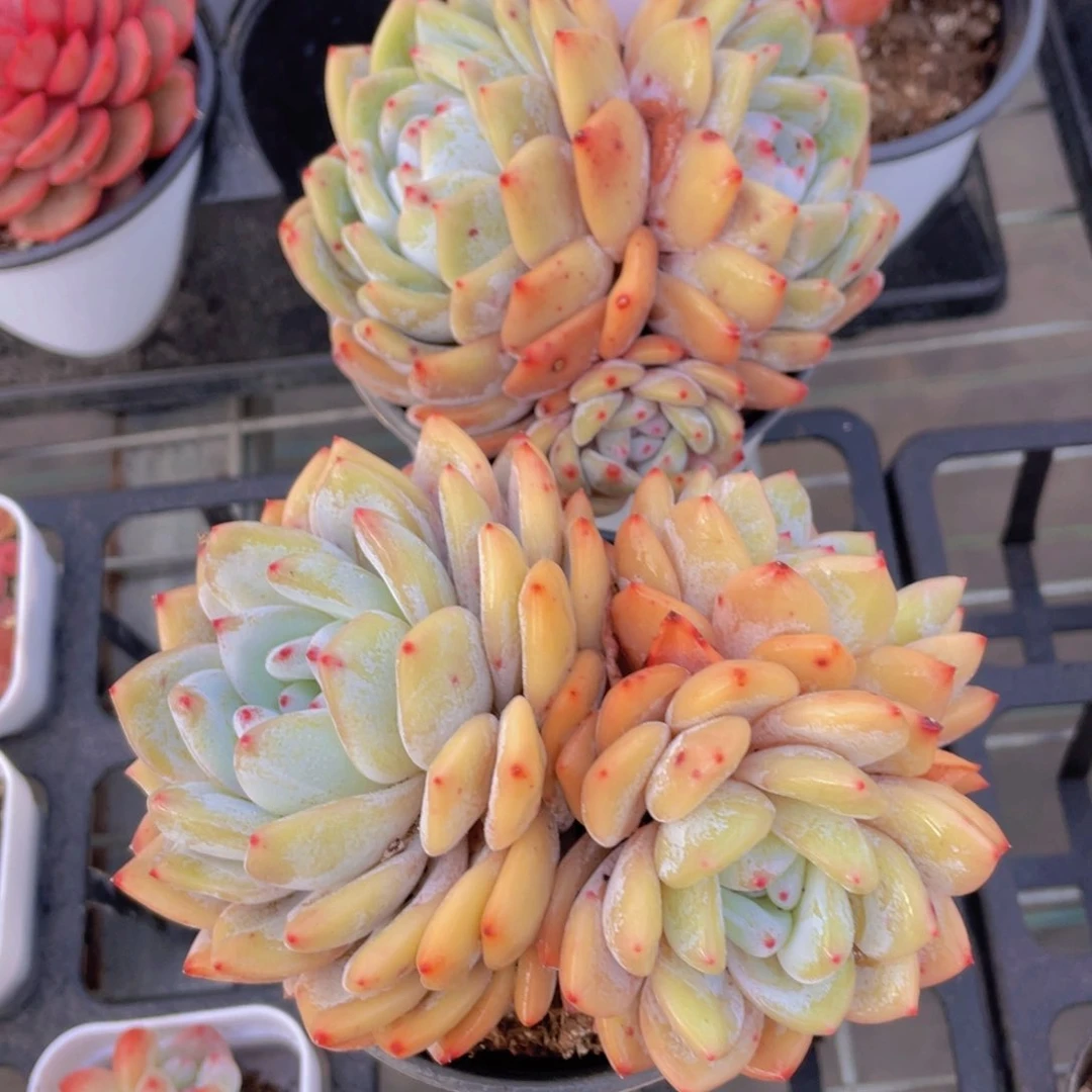 1316号黄皮橙母本三头一个