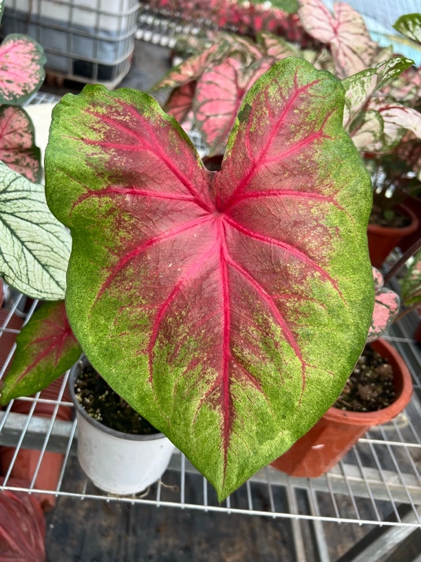 夏日清风 彩叶芋不包叶损介意勿拍 室内盆栽耐热种球多年生