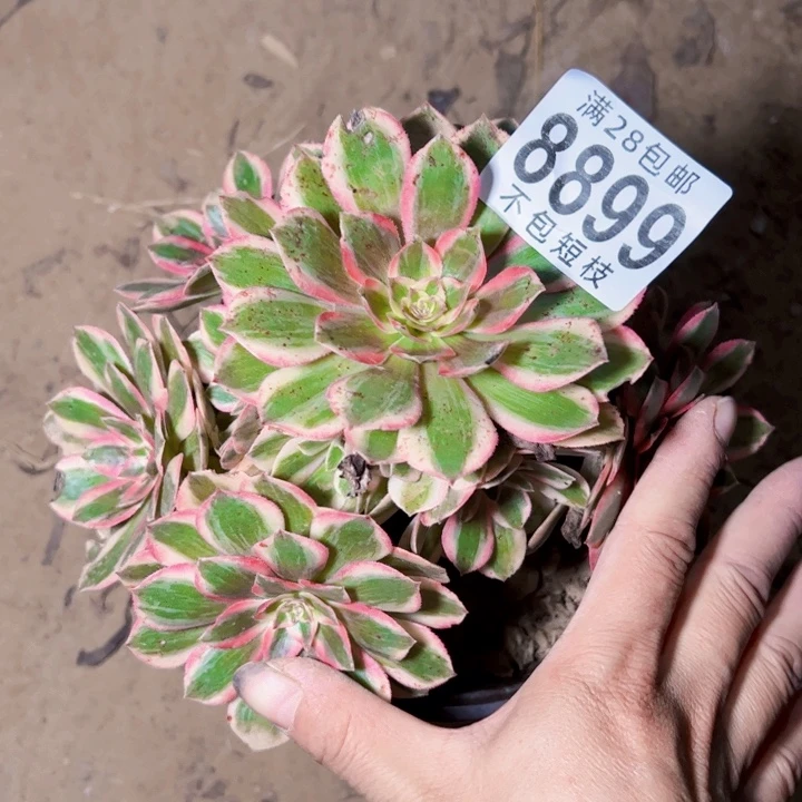 云河多肉植物法师8899