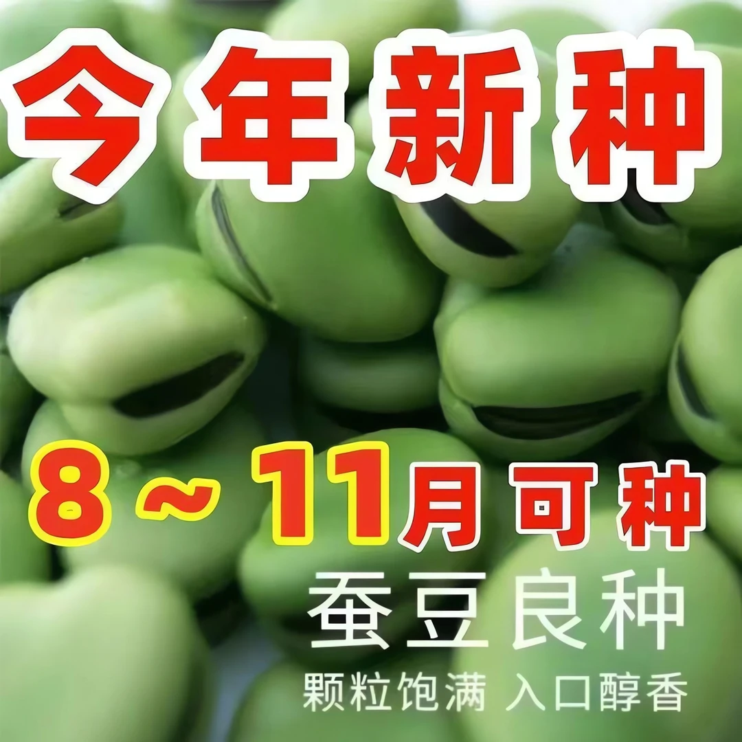 蚕豆种子七星特大蚕豆巨大号罗汉豆种籽秋冬季播种早熟耐寒胡豆籽