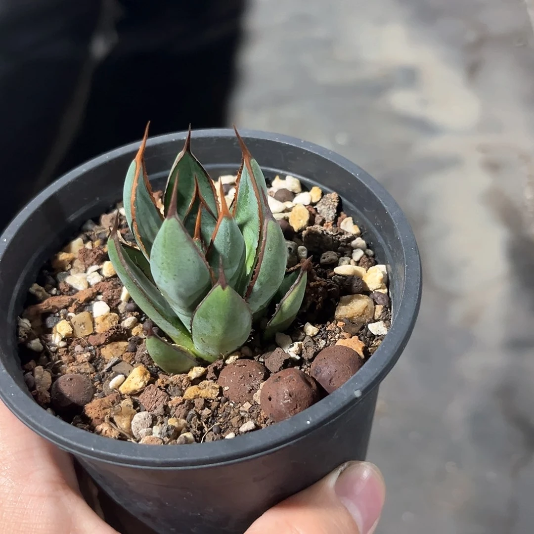 周**?上帝之手30米出